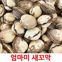 4월제조벌교꼬막1kg냉동손질 TOP20 인기 상품