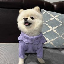 모모도퀸 큐티 폼폼이 카라 애견 펫 니트 티셔츠, 퍼플