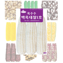 옥수수 콩 씨앗 모음, 백작두콩 10립
