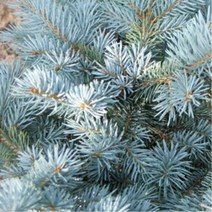 묘목/ 은청가문비( 베이비블루)C3포트 ) AB511, 1개