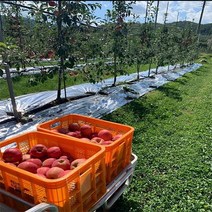 꿀 부사 얼음골 홍로 사과 세척사과 청송사과 5kg 10kg 가정용 중과 대과 선물용, 2.청송 꿀 사과 중대과(19과내) 가정용