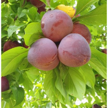 국내산 제철 상큼 생 푸룬 생과 서양 자두 2kg 서양 프룬 푸룬 프룬자두 국산프룬 자두 푸룬건자두 푸른자두 건자두 테일러푸룬건자두, 2kg(18~23수), 1개