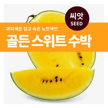 마이플랜트 골든 스위트 수박 씨앗 5립, 단품없음