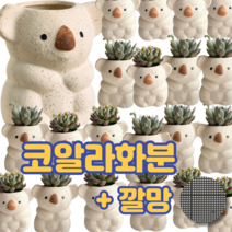루리리 다육이화분 귀여운 코알라 토분 화분, 베이지+깔망