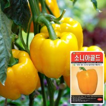 소니아골드 씨앗 (10립) 피망 파프리카 채소씨앗, 단품