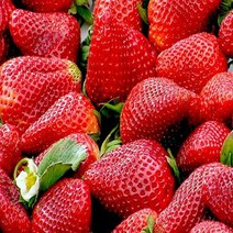 설향딸기/화분묘(4주묶음)/모종/k1119