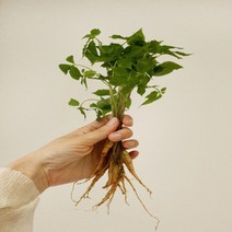 김숙현 농부의 자연산 유황 새싹삼 100뿌리 (미니), 단품, 단품