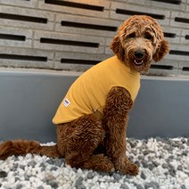 유앤펫 강아지옷 폭닥 나시 실내복 중형견 대형견옷, 옐로우