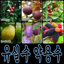 순희농장 대봉 모과 매실 홍도화 오디 구아바 오미자 포도 아로니아 칼슘 비파 보리수, 왕대추포트, 1개