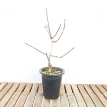 경탄 산사 나무 열매 꽃 묘목 소형 분재 책상 화분 반려 식물 키우기