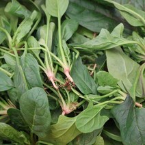 노지시금치 4kg 1박스 자연대로팜웨이