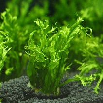 [바보사랑] 미미네플랜츠 미크로소리움 프테로푸스 웬델롭 1포트 [미미네아쿠아], 상세 설명 참조, 상세 설명 참조
