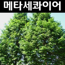 메타세콰이어 나무 묘목 실생2년 뿌리묘 5개/정원/공원/조경수