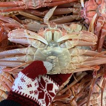 [자연맛남] 산지직송 영덕 대게 3마리 크기별, 01. 대게 3마리 (소/실속형), 상세설명 참조