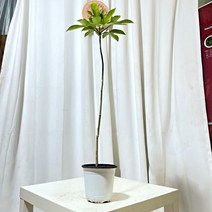 청년농부 중형 황칠나무 모묙 69 인테리어식물 화분인테리어 집꾸미기 식물 화분 집들이선물