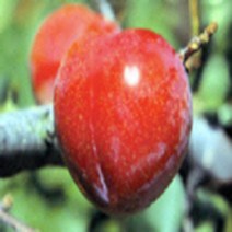 자두나무(추희)결실주(R4~5CM)묘목/e0237