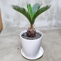 앤드플라워 전국 택배발송 중형실내화분 금전수(50cm) 은행목 스투키(55cm) 녹보수 몬스테라 안스리움 홍콩야자 콩고 율마 뱅갈고무나무 소포라 개업화분 미니화분 공기정화식물, 13. 소철(50cm)