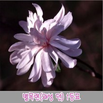 충주원예조경 별목련( 왜성 던) 1등묘, 주