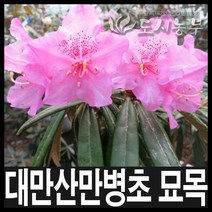 대만산만병초/만병초/만병초묘목/10cm포트묘/6주