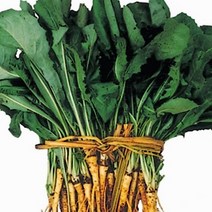 고들빼기 씨앗 텃밭 야채 채소 원예 키우기 3000립, 본상품선택