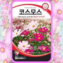 코스모스씨앗 500립 꽃씨 몰 종자 홈가드닝 cosmos seeds 꽃씨앗, 단품