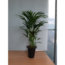 아레카야자/높이90센치