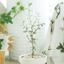 마오리소포라 1개 화분포함 독일토분11G, 불포함