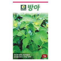 갑조네 민속특수 씨앗 모음, 방아(씨앗), 1개