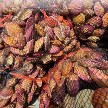 아름다운정성 홍가리비 1kg 자연산 통영가리비 생물 산지직송 관자 술안주 조개구이 캠핑요리 최상급 가리비, 4개