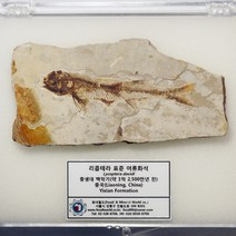 60~70mm 일반적인 형태의 중생대 리콥테라 표준 어류화석