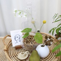 인테리어 미니화분 바이올린화분 플랜테리어 인테리어소품