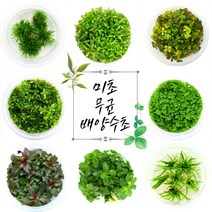 [미초 사은품증정] 달팽이 없는 깨끗한 무균 배양 수초 마리모증정 / 초보 수초 / 어항 수초 / 조직 배양 / 열대어 / 그로잇 / 담티, [중경 01] 알테난테라 레이네키 미니 - 붉은 수초