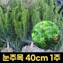 앵두나무묘목 3년생 유실수 결실주 분묘 정원수, 1개