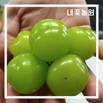 내꽃농원 신품종 청포도(샤인머스켓) 삽목 2년 H0.8m 화분 (국내산)