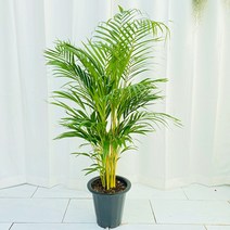 청년농부 대형 아레카야자 120cm 내외 공기정화식물 미세먼지제거식물 인테리어식물