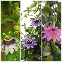 [모야모 꽃씨] 시계초 3종 선택구매 꽃과 열매가 인상적, 백향과시계초