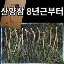 정선이장님네 장뇌삼 10년근 산양삼 산삼 자연산 장뇌 산양산삼 8년, 8년근10뿌리