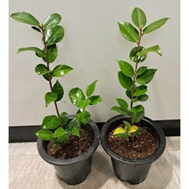 [이삽저삽]서향동백나무 화분2개(키40-50cm내외/화분포함) 다년생 향기동백묘목 핑크색 향기나는 겹동백꽃/실내반려식물 공기정화식물 관상용