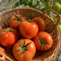 (최고신선) 당일수확 장수 완숙토마토 찰토마토 5kg, 정품 소과