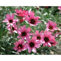 피어나라플라워 야생화 춘절국화 핑크 (1set 3포트)