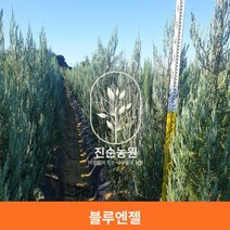 직접키운 블루엔젤 묘목 포트묘 H0.2내외, 블루엔젤H0.2내외, 1개