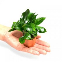 바보사랑 수초 아누비아스나나 1포트 음성활착 어항 수중식물.헬로아쿠아, 90번