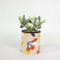 [천삼백케이] [파워플랜트] 감성인테리어식물 방울복랑 (소) + 감성 페이퍼 팟 커버, 모던 스트라이프