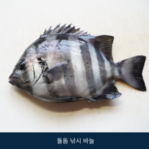돌돔 바늘, 외바늘