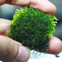 AQUAMARKET 프리미엄 모스 알루미늄 활착판 (약 4cm) 수초, 1개