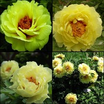 목하원예조경 명품겹목단 목단나무 묘목 겹꽃목단 (황관) 개화주 3지