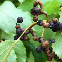 헛개나무 (지구자) 실1년생 10주묶음 MT15