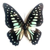 저스트앳 나비 표본 곤충 인형 생산 매력 홈 장식 액세서리 거실 컬렉션 아트, [14] 14