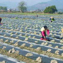 10m 0.008mm 멀치 필름 PE 검정 플라스틱 멀치 가든 그라운드 커버 필름 서리 보호 따뜻한 잡초 방제 유지, 10미터, 폭 0.6m, 1개