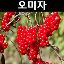 오미자 실생2년(특) 5개/나무 묘목/특용수/약용수